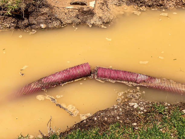 Best Flood damage cleanup  in Paradise Valley, AZ
